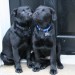 Thumbnail for Pet safety reminder! It’s National Pet ID Week April 14-20