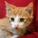 Thumbnail for 5 Tips for Spring Kitten Season